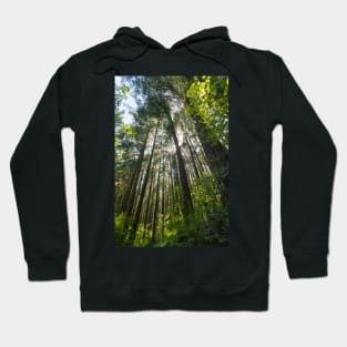 Salal Trail - Green Timbers Urban Forest Hoodie